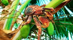 Zloděj palm